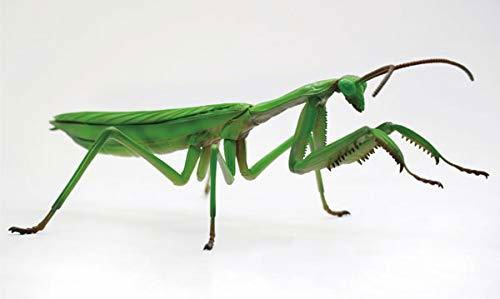 Bright, green mantis plastic model for beginners