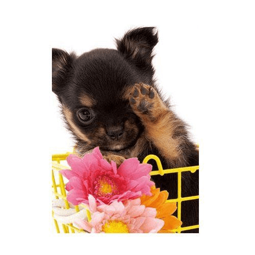 A Chihuahua dog jigsaw puzzle